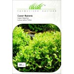 Салат Фриллис /30 семян/ *Профессиональные семена*