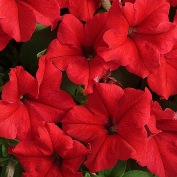 Насіння петунії Суперкаскад F1 червона /50 гранул/ *Pan American*