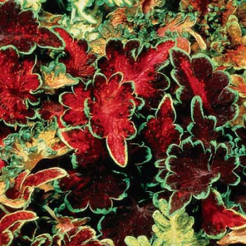 Колеус Керіфрі суміш /100 насінин/ *Pan American*