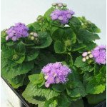 Агератум Алоха F1 синій (blue) /100 насінин (драже)/ *Hem Genetics*