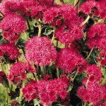 Агератум Красная река F1 красный (red) /100 семян (драже)/ *Pan American*