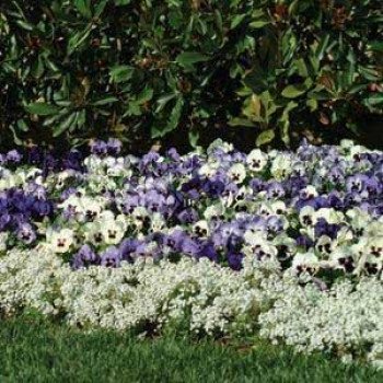 Аліссум Сніжинка (Snow Crystals) /100 насінин/ *Pan American*