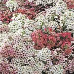 Алиссум Айс Боннет смесь пастельная (pastel mixture) /1.000 семян/ *Pan American*