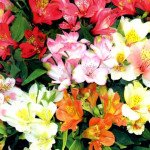 Альстремерія Перуанська красуня суміш /100 насінин/ *Hem Zaden*