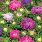 Астра карликовая Камео смесь /5 грамм/ *Hem Zaden*