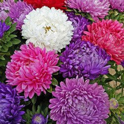 Айстра Міледі суміш (mix) /5 г/ *Hem Zaden*