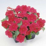 Бальзамін Баланс F1 кардинал (cardinal) /100 насінин/ *Hem Genetics*