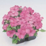 Бальзамин Баланс F1 лиловый (lilac) /100 семян/ *Hem Genetics*