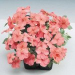 Бальзамін Баланс F1 лососевий (salmon) /100 насінин/ *Hem Genetics*