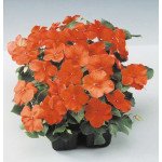 Бальзамін Баланс F1 помаранчевий (orange) /100 насінин/ *Hem Genetics*