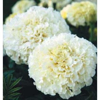 Чорнобривці Ескімо білі /1.000 насінин/ *Hem Zaden*