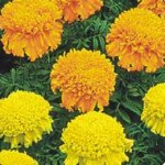 Чорнобривці Купідон суміш (mix) /5 г/ *Hem Zaden*