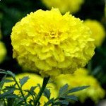 Чорнобривці Еквінокс лимонні /5 г/ *Hem Zaden*