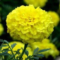 Бархатцы Эквинокс лимонные /5 г/ *Hem Zaden*