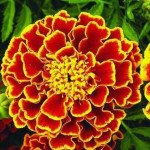 Чорнобривці Кармен /10 г/ *Hem Zaden*