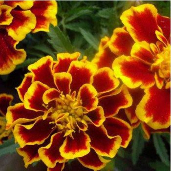 Чорнобривці Медові соти /10 г/ *Hem Zaden*