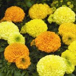 Бархатцы Антигуа F1 смесь (mix) /100 семян/ *Syngenta*