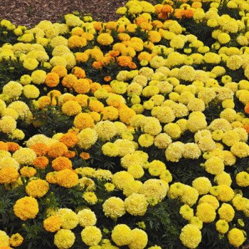 Бархатцы Антигуа F1 cмесь (mix) /100 семян (драже)/ *Syngenta*