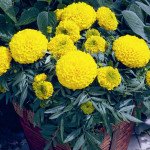 Бархатцы Антигуа F1 золотистые (gold) /1.000 семян (драже)/ *Syngenta*