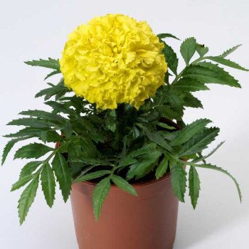 Бархатцы Антигуа F1 лимонные /100 семян (драже)/ *Syngenta*