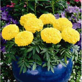 Бархатцы Антигуа F1 лимонные /100 семян/ *Syngenta*