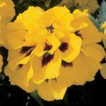 Бархатцы Аврора желтое пламя /1.000 семян/ *Pan American*