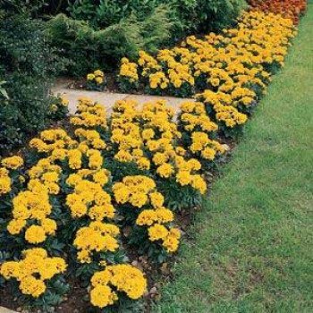 Бархатцы Аврора желтое пламя /1.000 семян/ *Pan American*