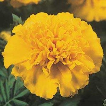 Бархатцы Жани лимонные /1.000 семян/ *Pan American*