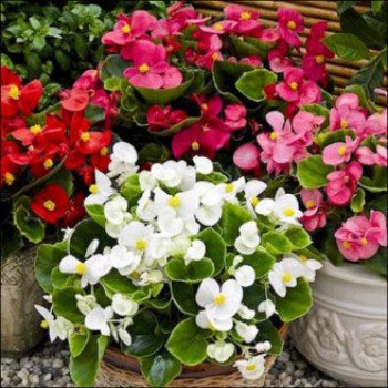 Бегония Бада Бинг F1 смесь (mix) /200 семян (драже)/ *Syngenta*