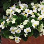 Бегонія Бада Бінг F1 біла (white) /200 насінин (драже)/ *Syngenta*