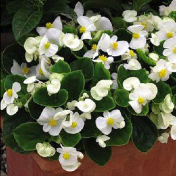 Насіння бегонії Бада Бінг F1 біла (white) /200 насінин (драже)/ *Syngenta*