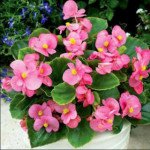 Бегонія Бада Бінг F1 рожева (pink) /200 насінин (драже)/ *Syngenta*