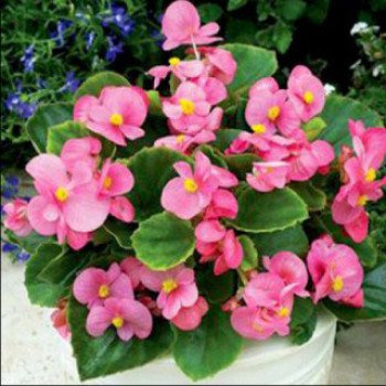 Бегония Бада Бинг F1 розовая (pink) /200 семян (драже)/ *Syngenta*