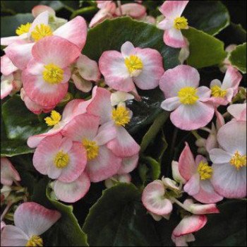 Бегония Бада Бинг F1 розовая биколор (pink bicolor) /200 семян (драже)/ *Syngenta*