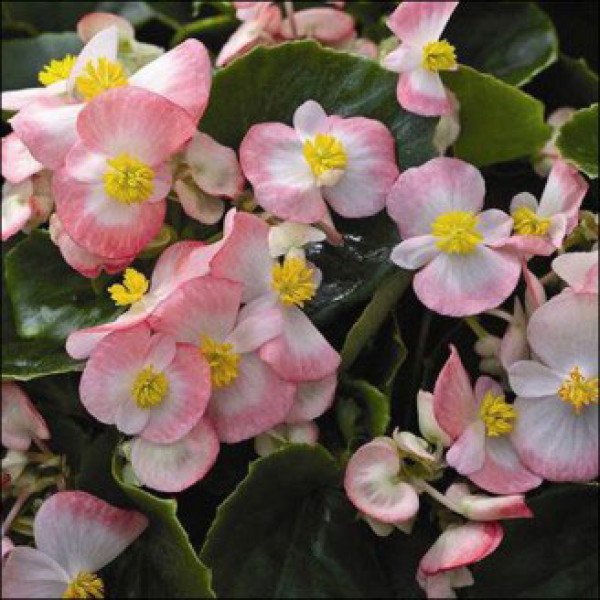 Насіння бегонії Бада Бінг F1 рожева біколор (pink bicolor) /200 насінин (драже)/ *Syngenta*