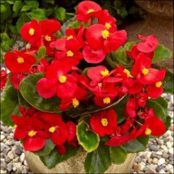 Бегонія Бада Бінг F1 скарлет (scarlet) /200 насінин (драже)/ * Syngenta*