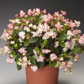 Бегонія Волюмія F1 рожевий біколор /100 насінин (драже)/ *Syngenta*