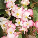 Бегонія Волюмія F1 рожевий біколор /100 насінин (драже)/ *Syngenta*