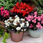 Бегонія Бада Бум F1 суміш (mix) /200 насінин (драже)/ *Syngenta*