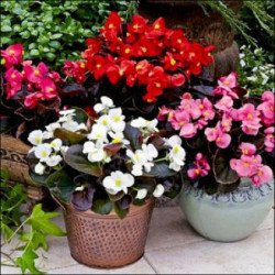 Бегонія Бада Бум F1 суміш (mix) /200 насінин (драже)/ *Syngenta*