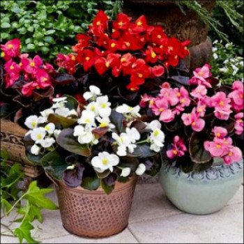 Бегония Бада Бум F1 смесь (mix) /200 семян (драже)/ *Syngenta*