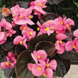 Бегонія Бада Бум F1 малинова /200 насінин (драже)/ *Syngenta*