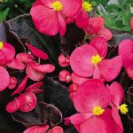 Бегония Бада Бум F1 розовая (pink) /200 семян (драже)/ *Syngenta*