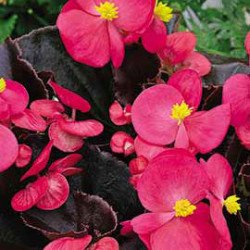 Бегонія Бада Бум F1 рожева (pink) /200 насінин (драже)/ *Syngenta*