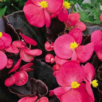 Бегония Бада Бум F1 розовая (pink) /200 семян (драже)/ *Syngenta*