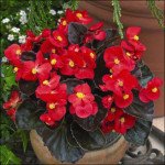 Бегония Бада Бум F1 скарлет (scarlet) /200 семян (драже)/ *Syngenta*