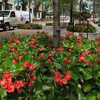 Бегонія Дрегон Вінг F1 червона (red) /50 насінин/ *Pan American*