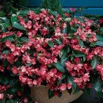 Бегония Дрегон Винг F1 розовая (pink) /50 семян/ *Pan American*