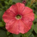 Петуния Пикобелла F1 лососевая (salmon) /200 семян (драже)/ *Syngenta*