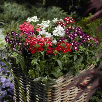 Вербена Обсешн F1 смесь (mix) /100 семян/ *Syngenta*